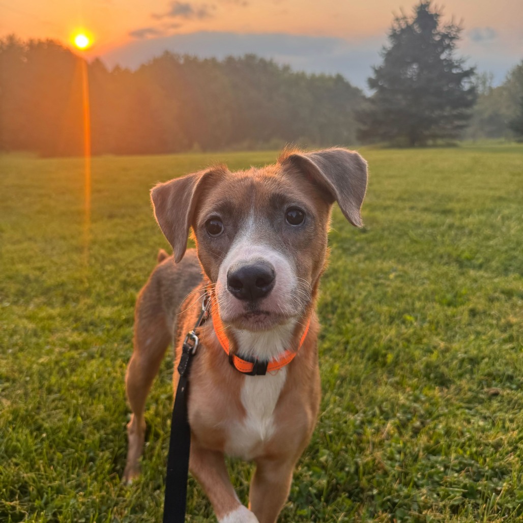 BAMBI - Shepherd / Australian available for adoption