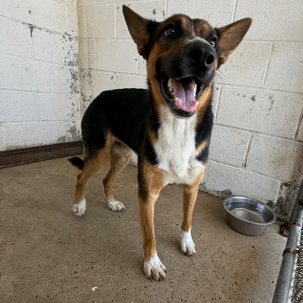 VAQUERO - Shepherd / Mixed Breed (Medium) available for adoption