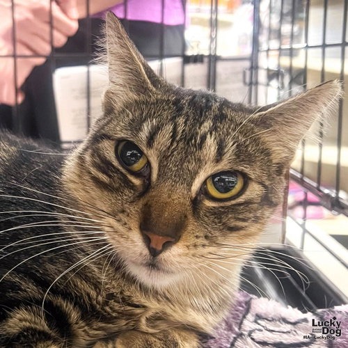 RILEE - Domestic Shorthair for adoption in Alexandria