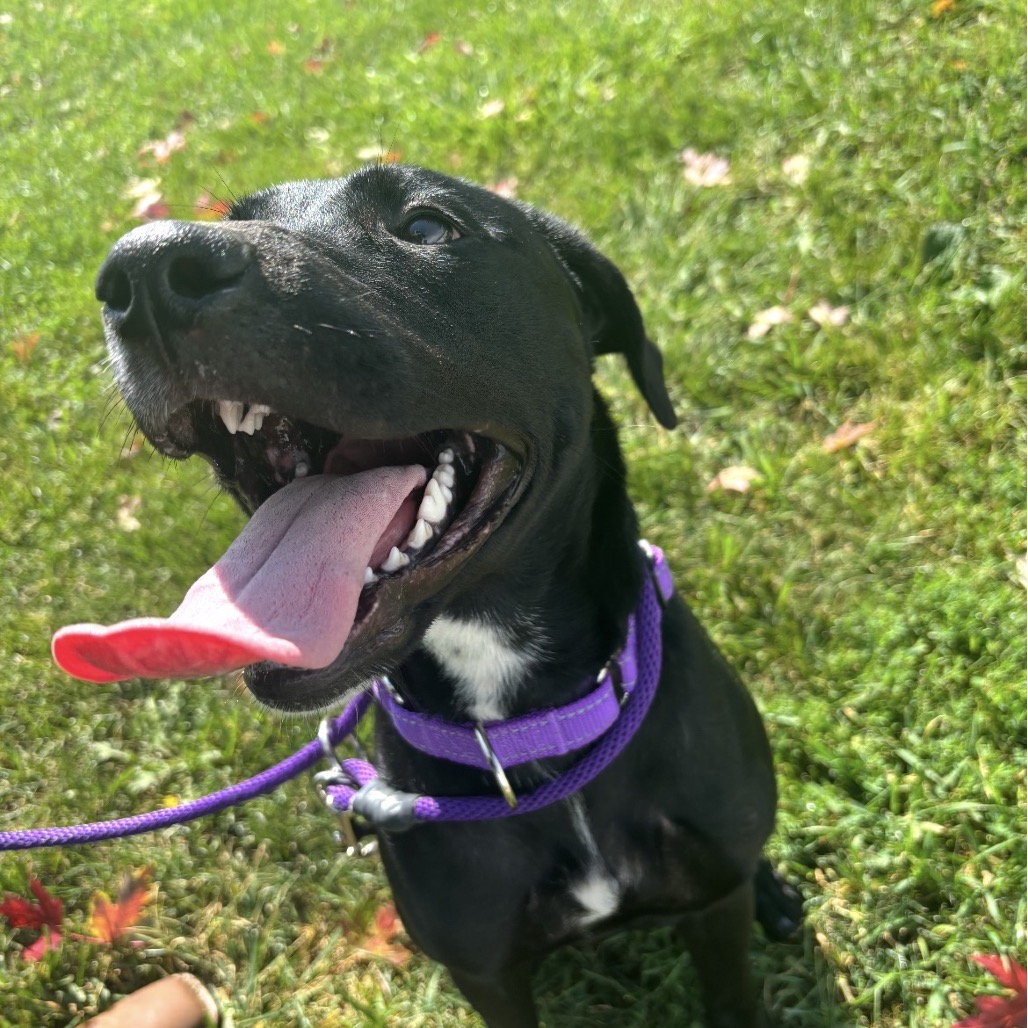 Stella