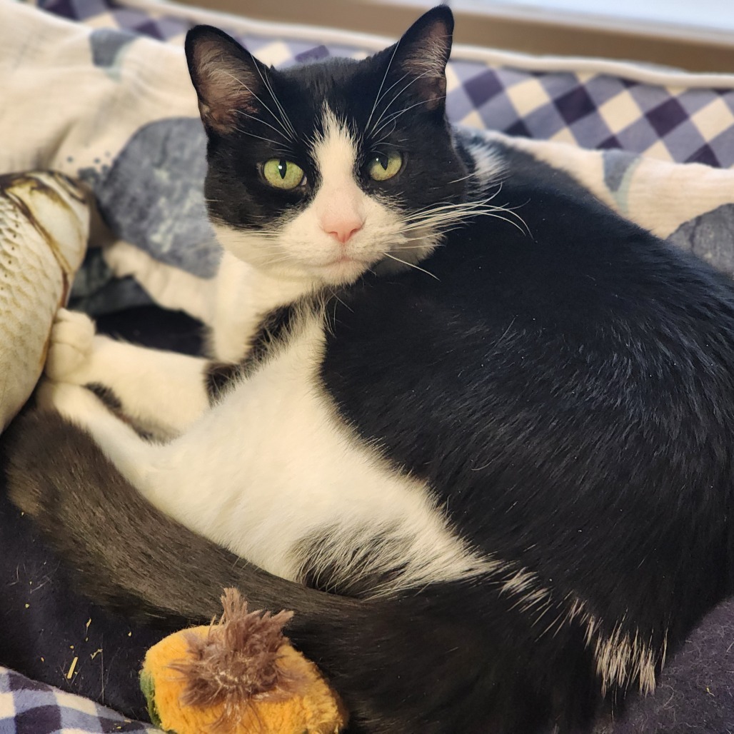 GOOSE - Domestic Shorthair available for adoption