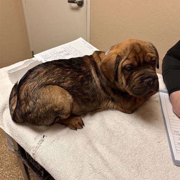 French Chinese Shar-pei