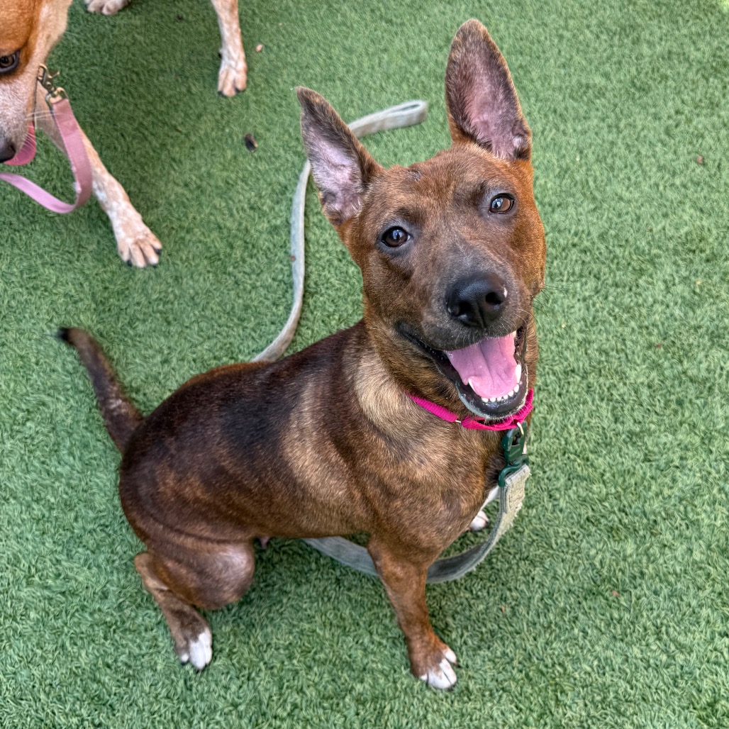 HUBBA BUBBA - Mixed Breed (Medium) available for adoption