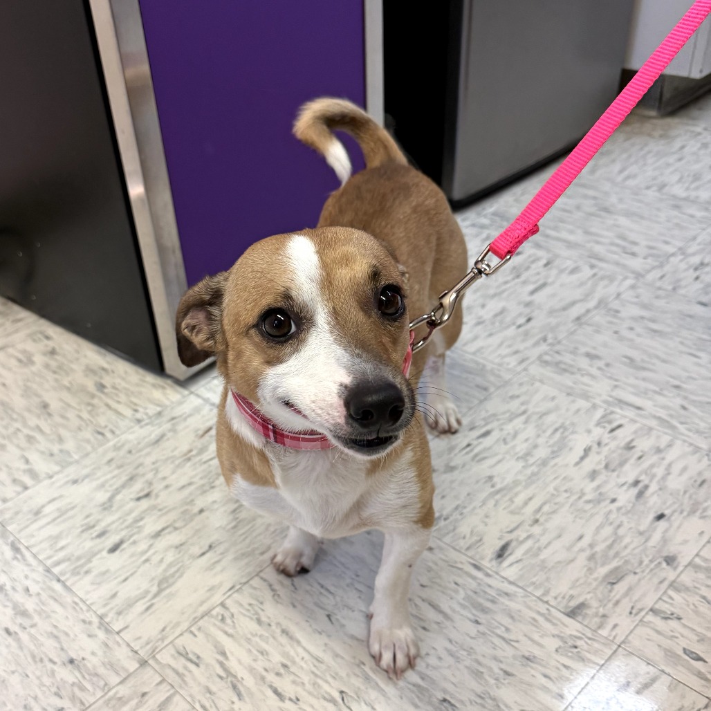 Wishbone — thumbnail 3