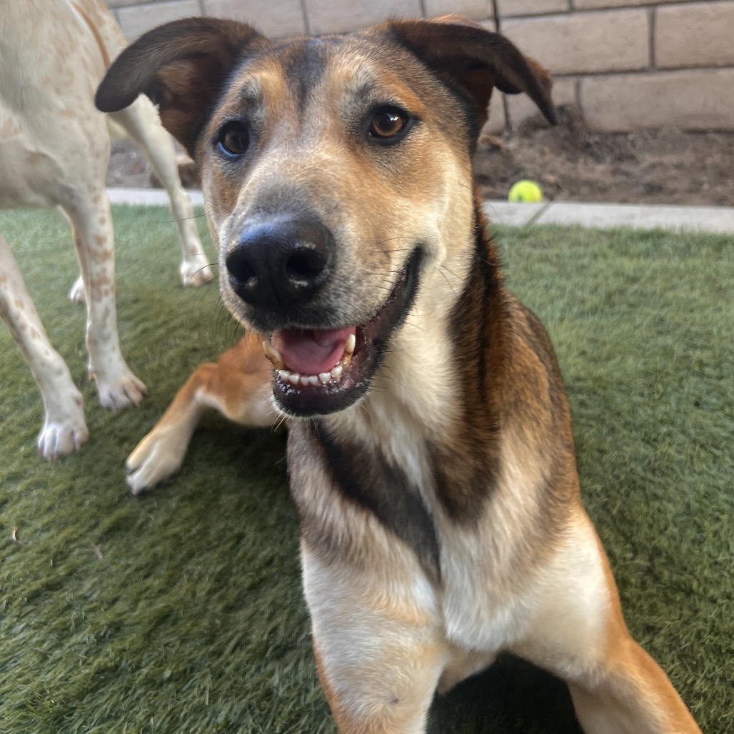 LILO - Hound / Mix available for adoption
