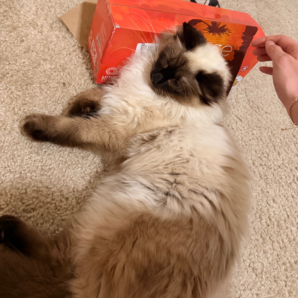 French Toast — thumbnail 5