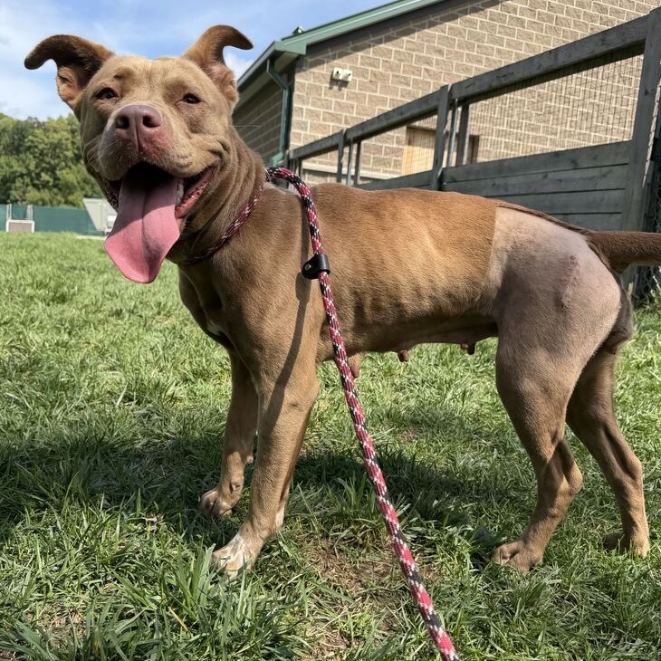 PRINCESS - Terrier / Pit Bull for adoption in Dayton