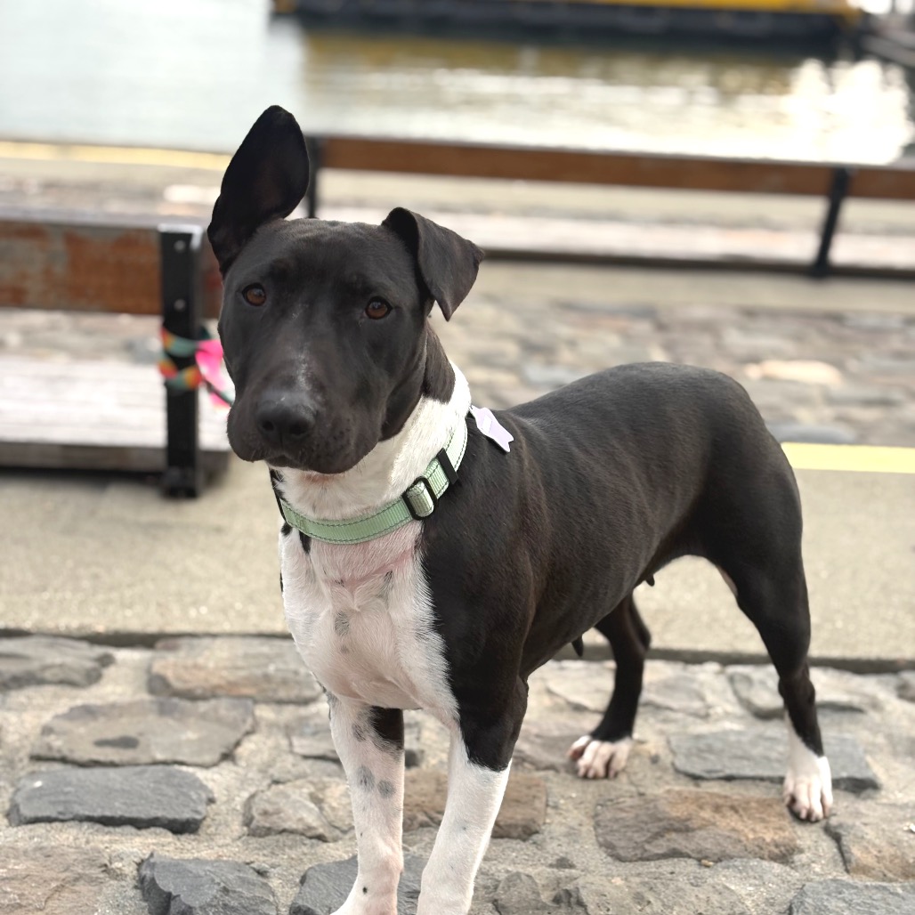 Jewel — thumbnail 5