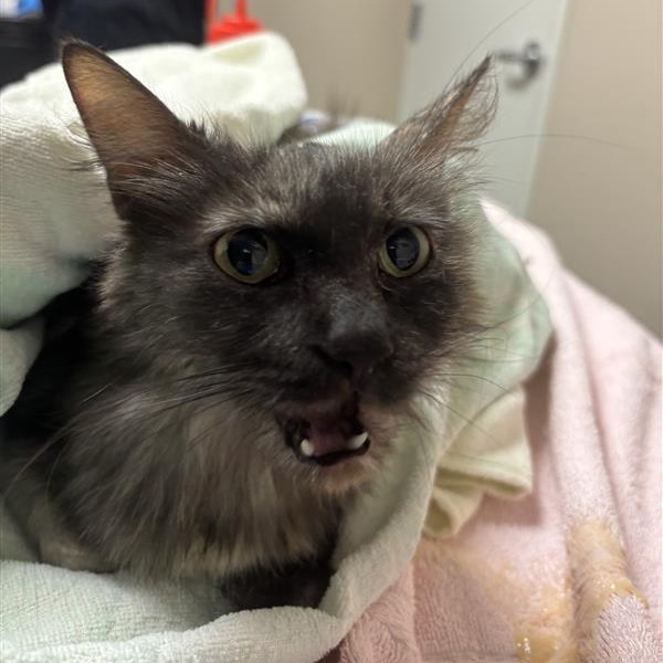 Cinnamon: Female 24 Domestic Medium Hair