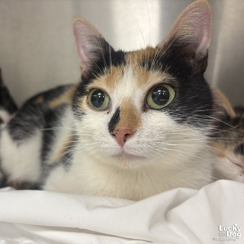 JACQUELINE - Domestic Shorthair available for adoption