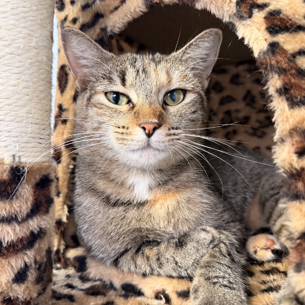 JAMBOREE - Domestic Shorthair available for adoption