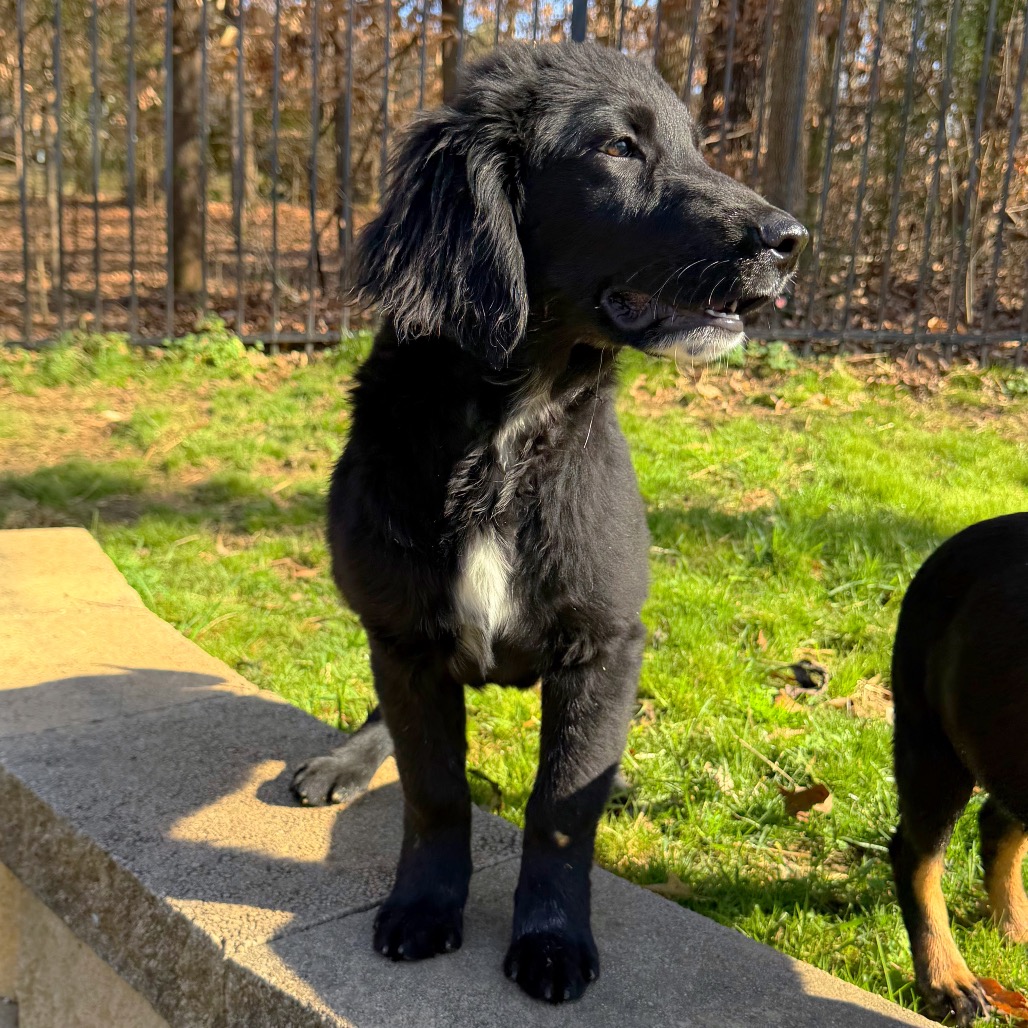 Rigby — thumbnail 4