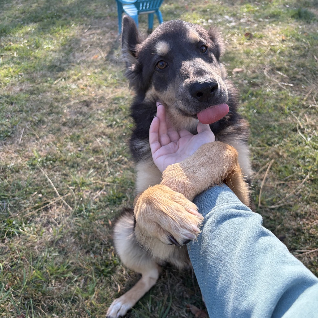 Baloo, photo 6