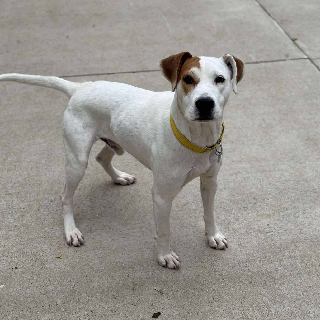 Petey, photo 2