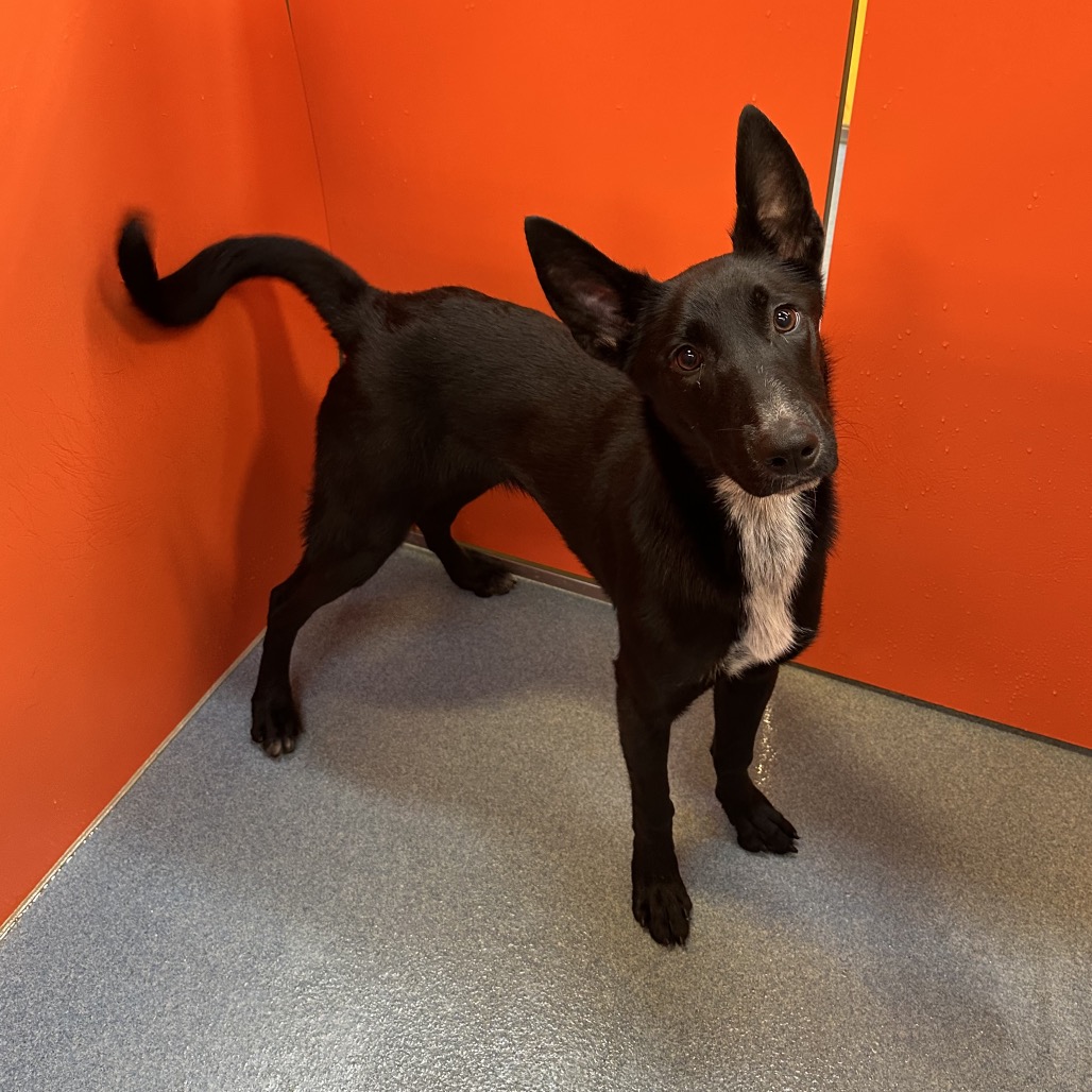 Raven (Sugarplum), available for adoption at PVAS