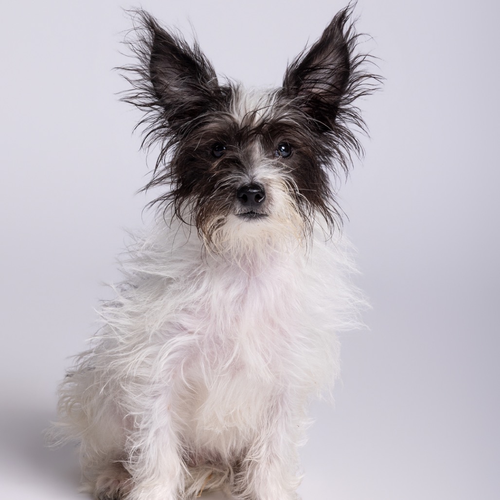 Mixed Breed