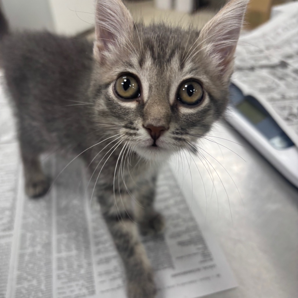 BLUE CYPRESS - Domestic Shorthair available for adoption
