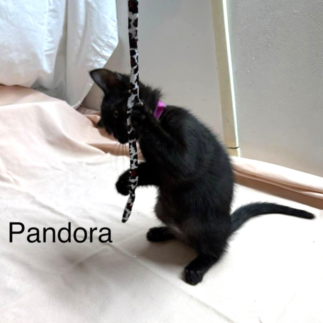 Pandora, photo 3