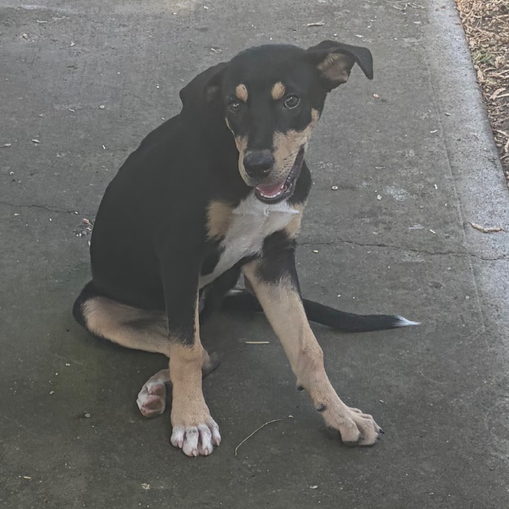 GERALDA - Shepherd / Mixed Breed (Medium) available for adoption