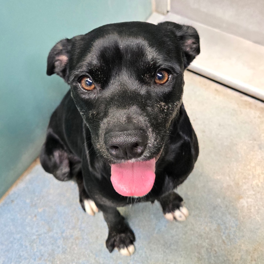 PANCHO - Shepherd / Mixed Breed (Medium) available for adoption