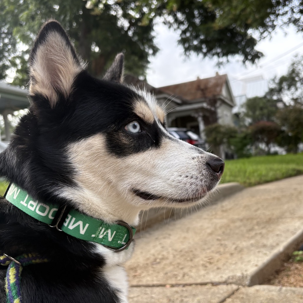 LUMI - Husky / Mix available for adoption