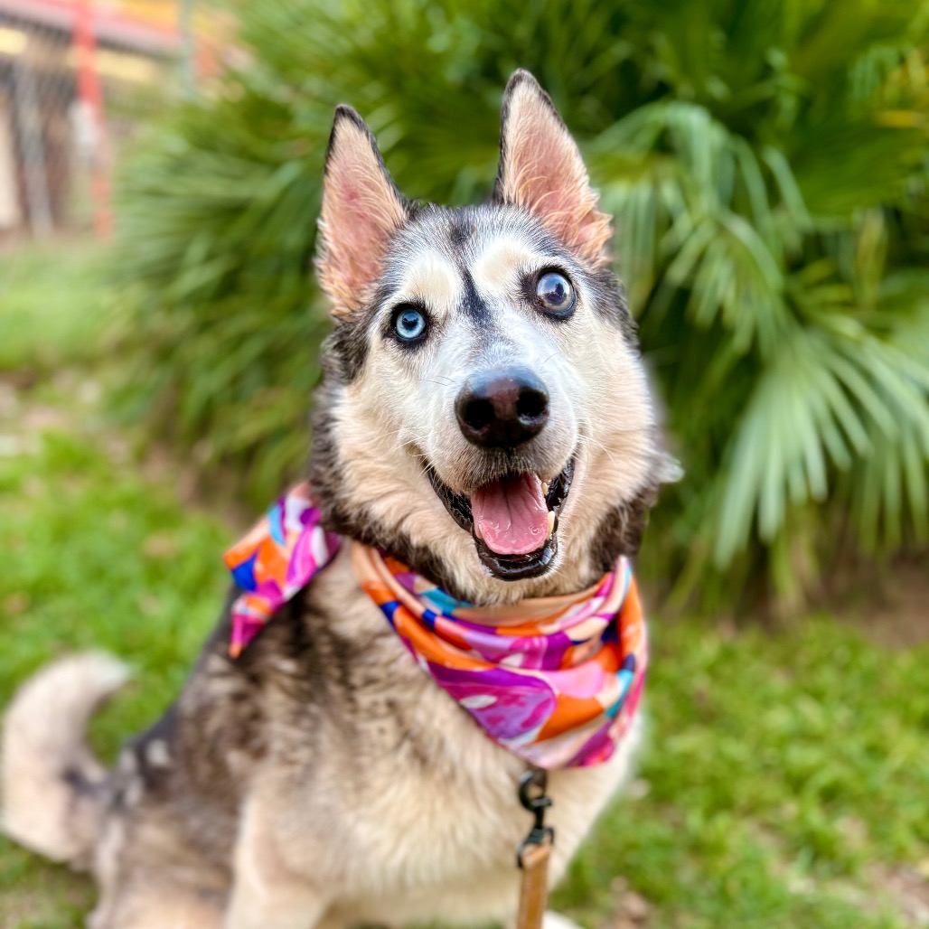 Fairy Godmother, adoptable senior dog