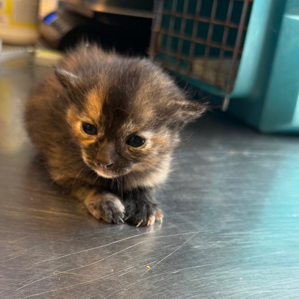 Tusc Stray 84018 2 3