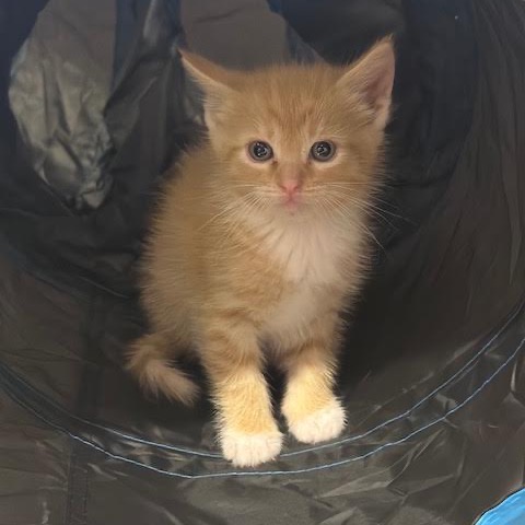 MARIGOLD - Domestic Shorthair available for adoption