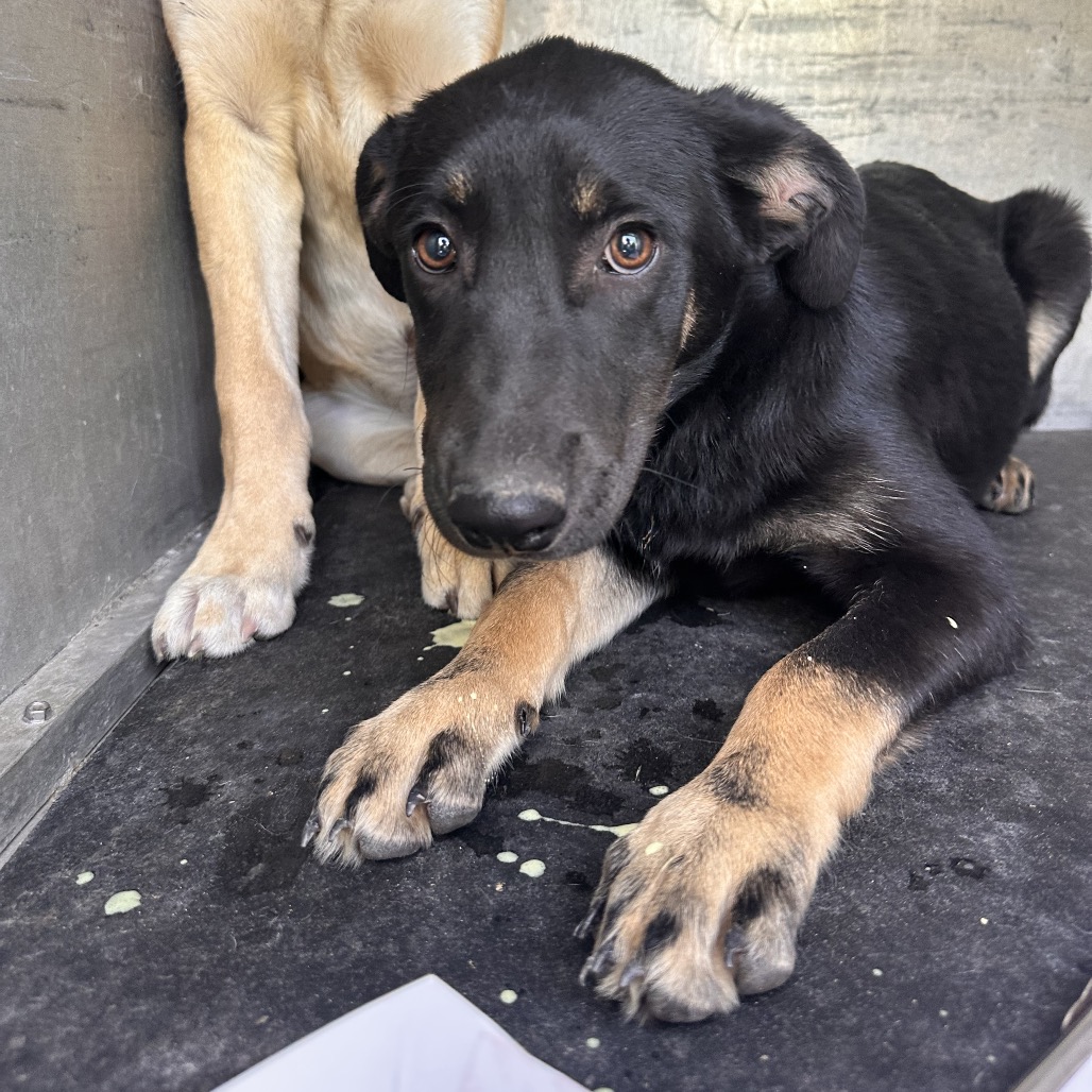 PINE - Shepherd available for adoption
