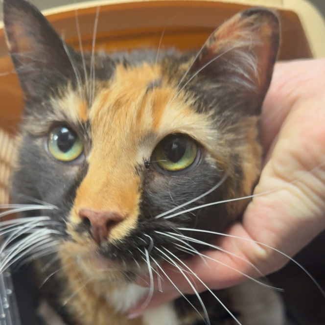Buttermilk, available for adoption
