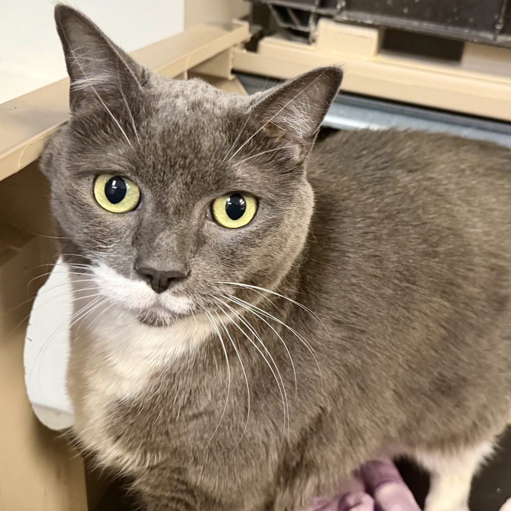KISMET - Domestic Shorthair available for adoption