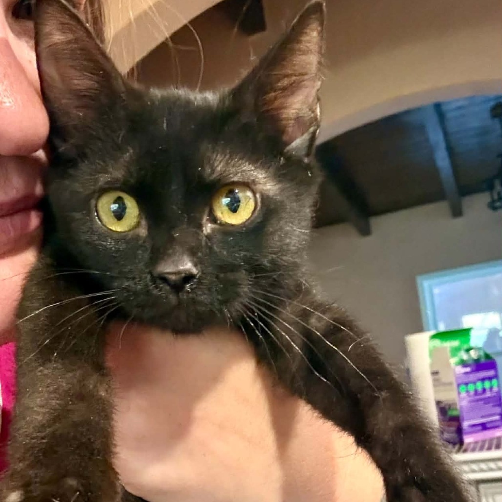 SIR CATRICK - Domestic Shorthair available for adoption