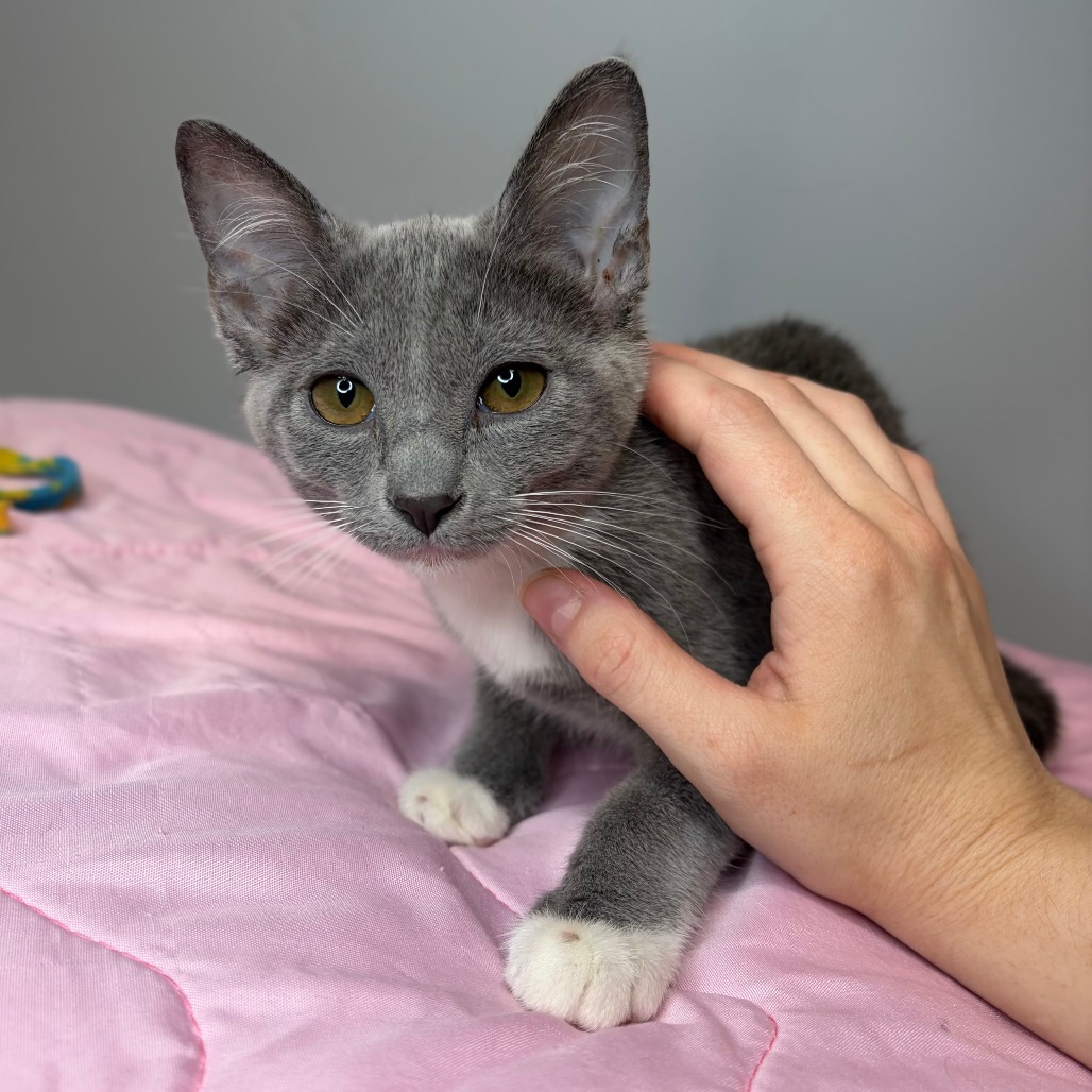 REEF - Domestic Shorthair available for adoption