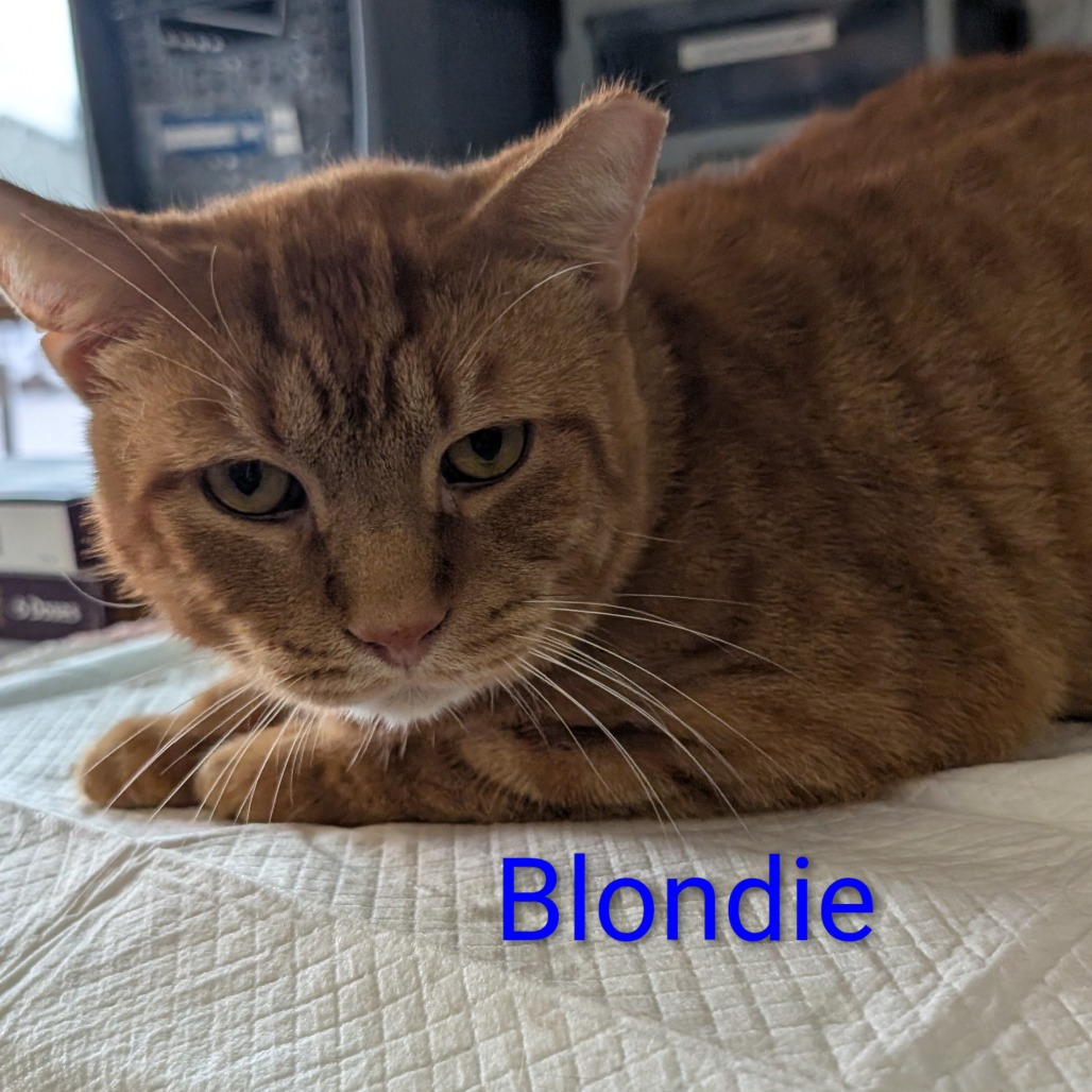 Blondie, an adoptable cat