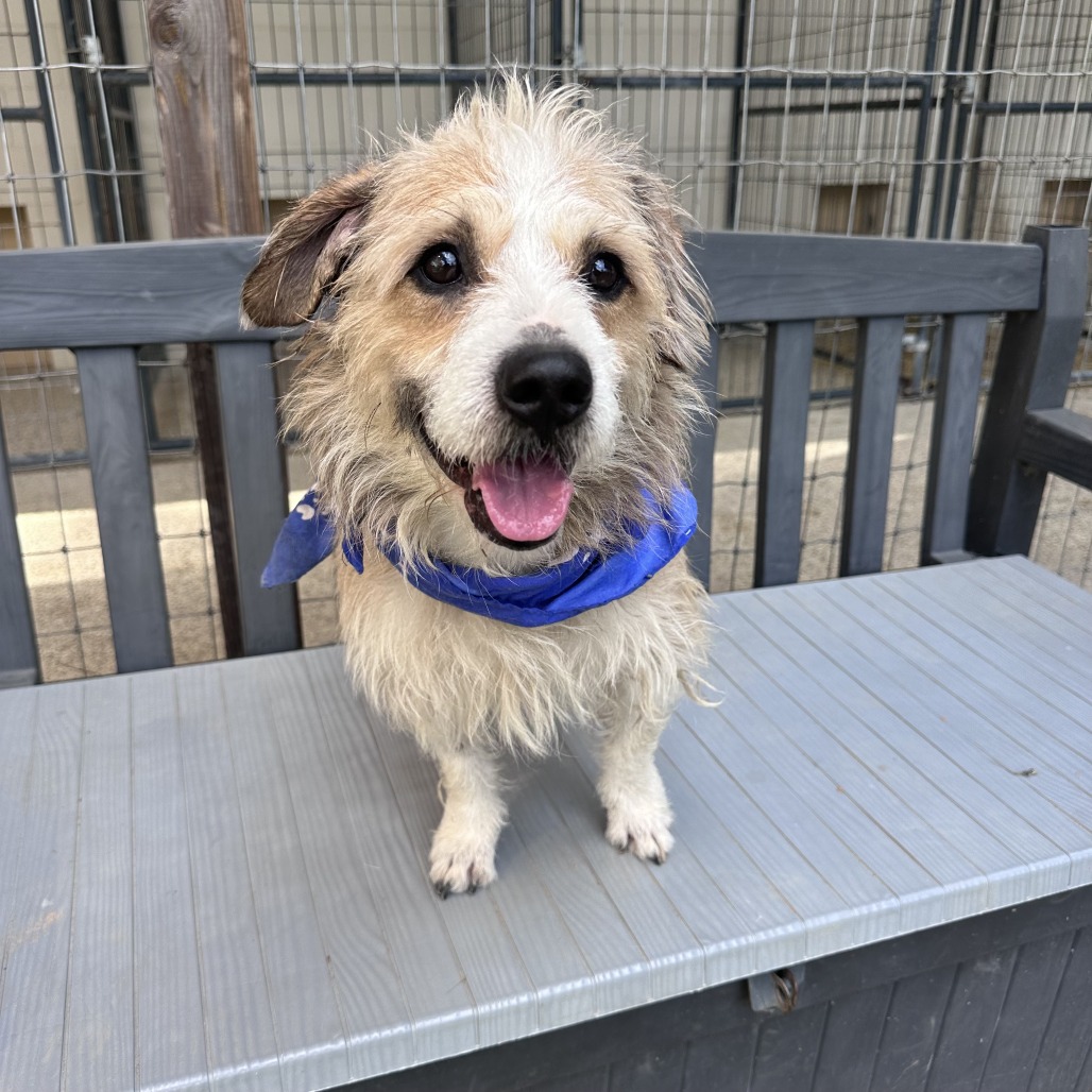 Camo Rescue Zapdos is available for adoption at CAMO Rescue