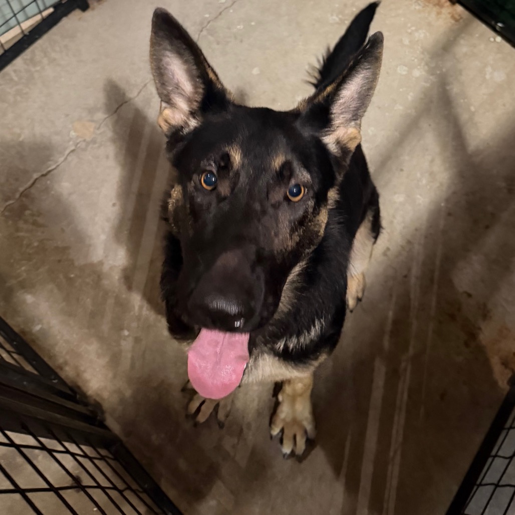 Klaus