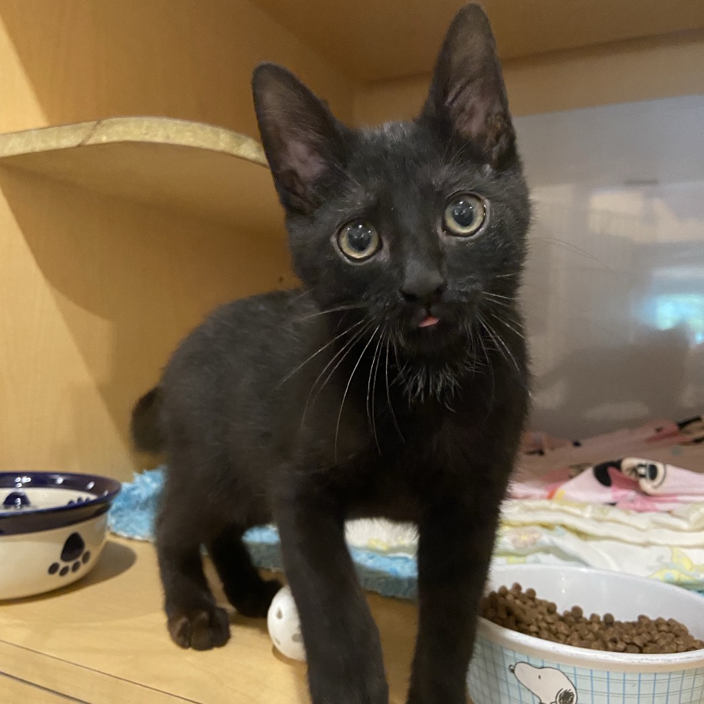 FLASH - Domestic Shorthair available for adoption