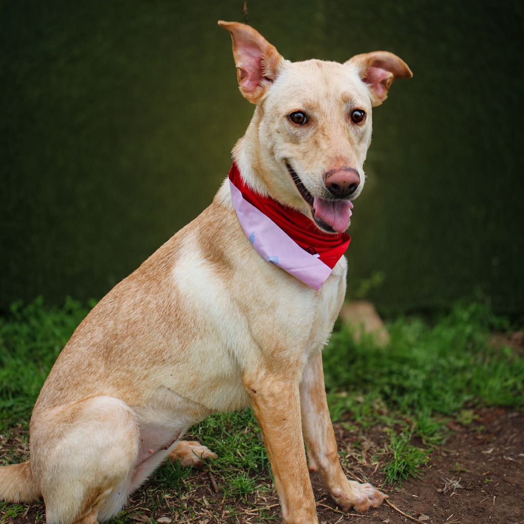 Mixed Breed