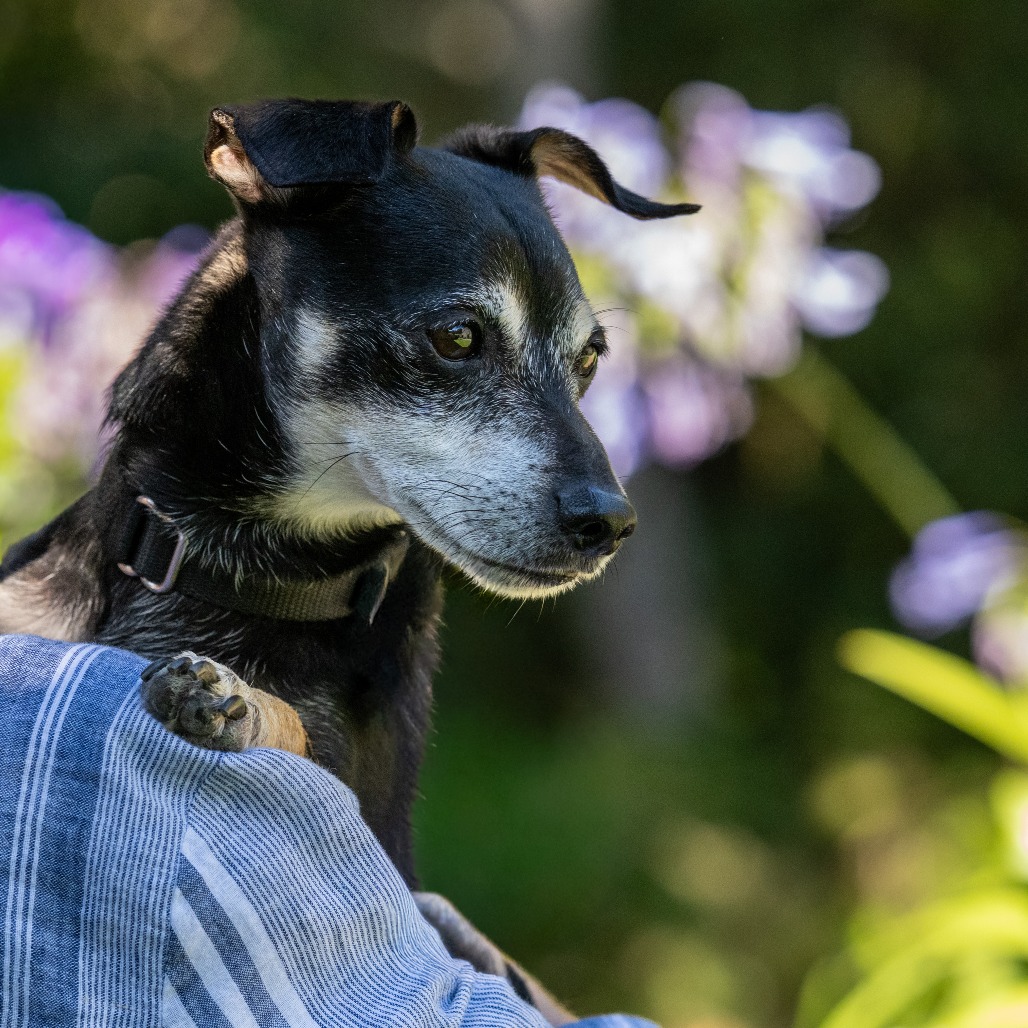 Animal namedHennessy