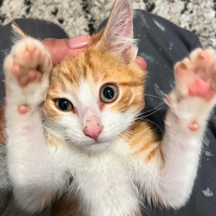 Chetoh, adopted