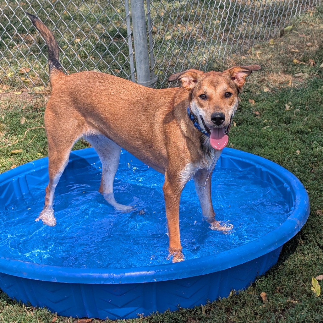 Cooper photo 18
