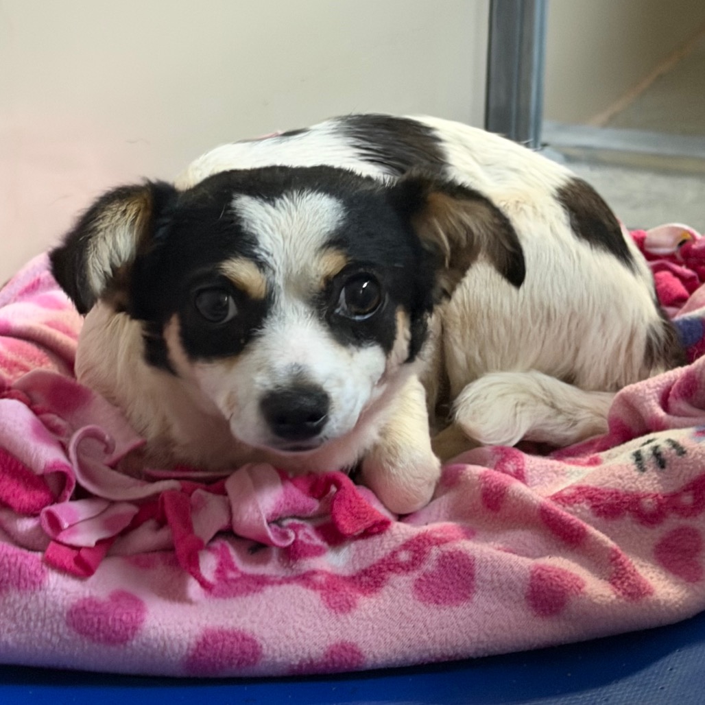 Kennel#6's preview photo