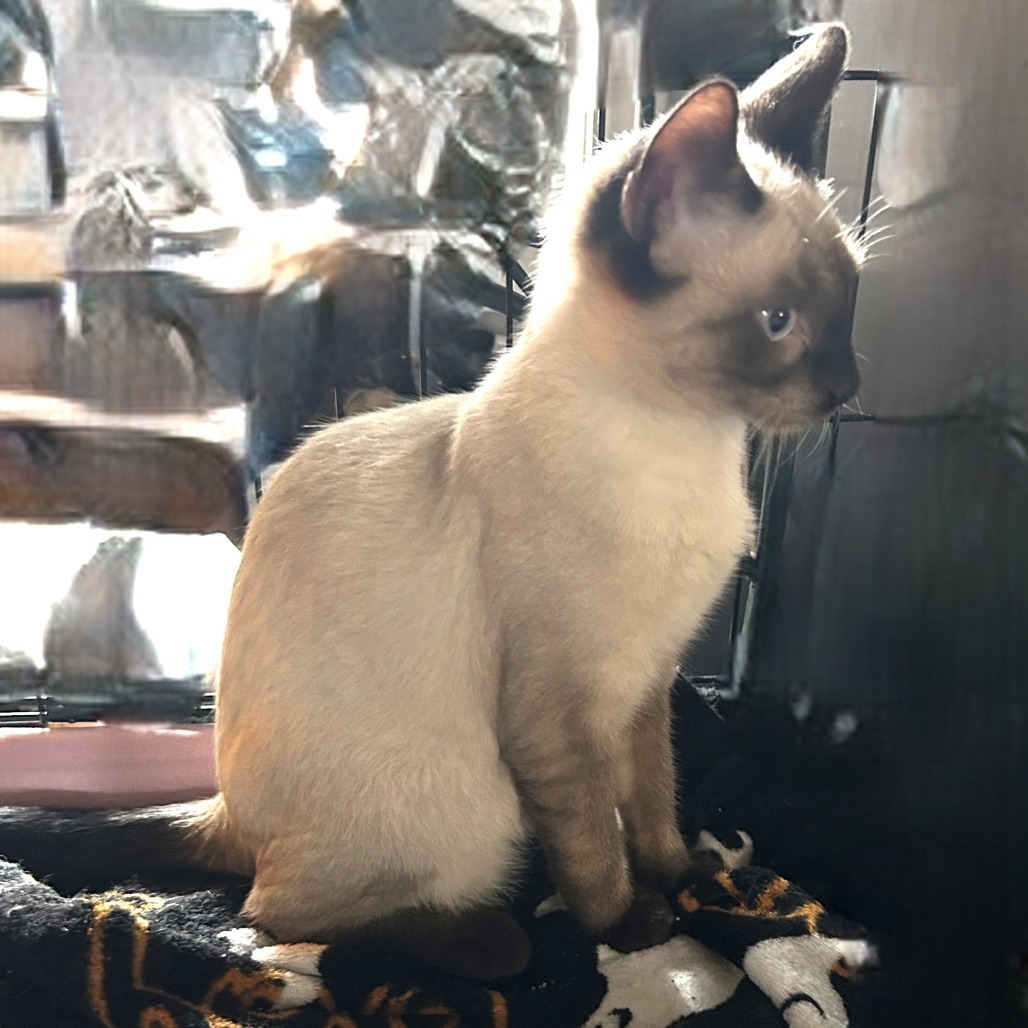 Cocoa