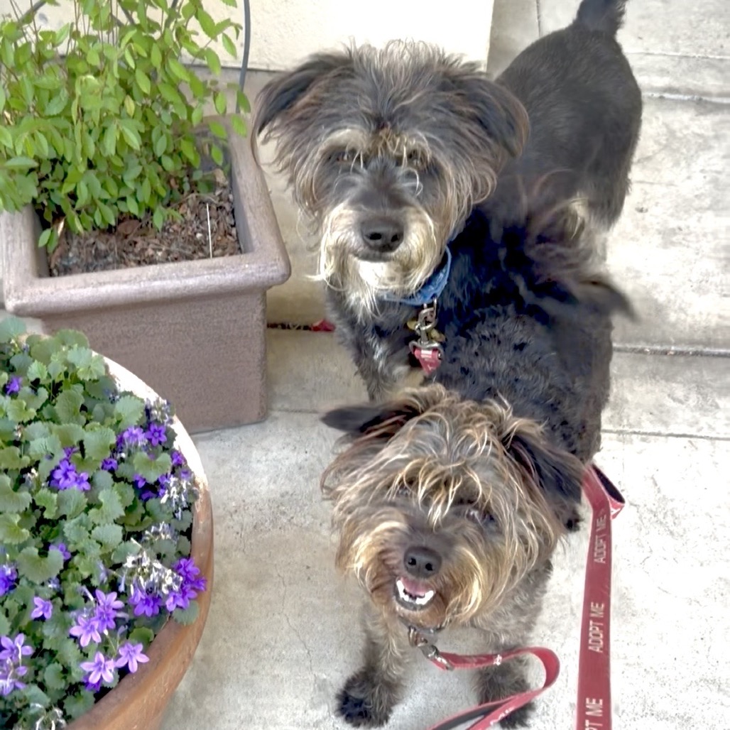 STEVEN bonded to LEROY BROWN, photo 12