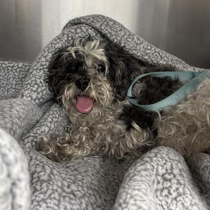 Jersey, adoptable senior dog