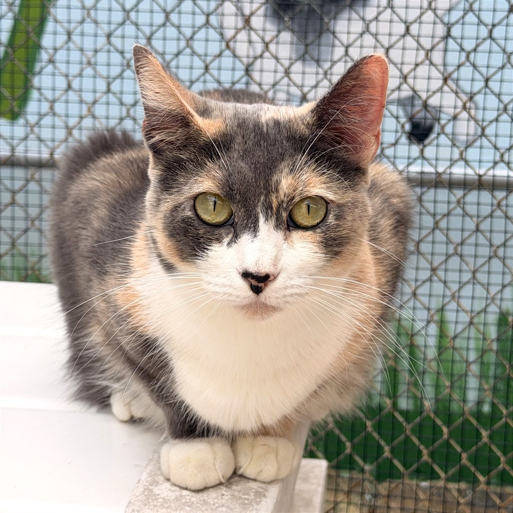 ROSALINE - Domestic Shorthair available for adoption