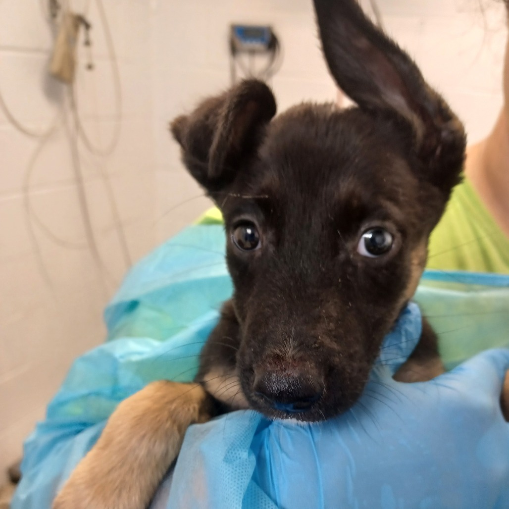 RACHEL (FROM FRIENDS) - Shepherd / Retriever, Labrador available for adoption