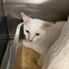 COCO - Domestic Shorthair available for adoption