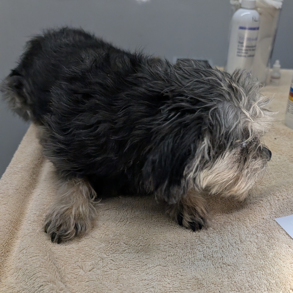 Leshy — thumbnail 3