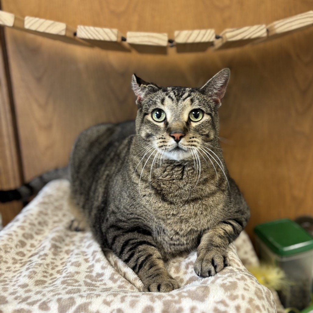 Meowzer--In Foster, photo 2